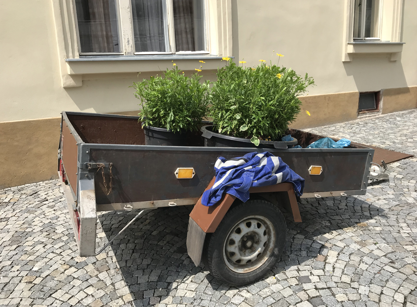 zeleh-v-trutnov-2-.jpg