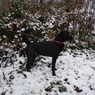 152_019 ČERT, pes, vetší kříženec, stáří cca 2 roky